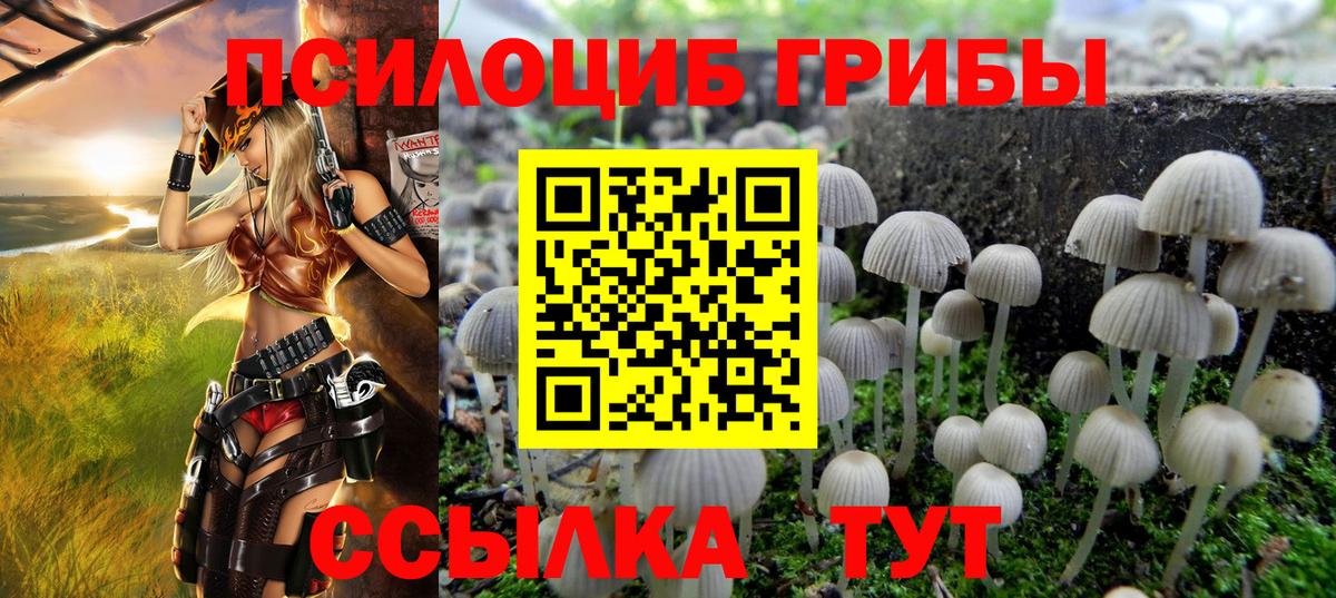 Асино  Галлюциногенные грибы прущие грибы  Вход с VPN 